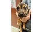 Adopt Chucky a German Shepherd Dog, Mixed Breed