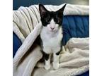 Adopt Roscoe a Domestic Short Hair