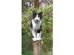 Adopt MoJo - Offered by Owner - Young Adult a Domestic Short Hair