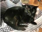 Adopt Bruno (TAS #8) a Domestic Short Hair