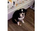 Adopt Saint a Australian Shepherd