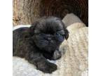 Shih Tzu Puppy for sale in Graham, NC, USA
