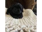 Shih Tzu Puppy for sale in Graham, NC, USA