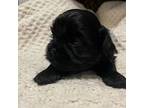 Shih Tzu Puppy for sale in Graham, NC, USA