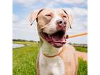 Adopt Rebel a Staffordshire Bull Terrier