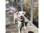 Adopt Chippy (New Digs) a Dalmatian