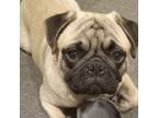 Pug Puppy for sale in Goshen, IN, USA