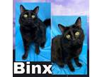 Adopt Binx a Domestic Medium Hair