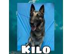 Adopt Kilo a German Pinscher