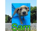 Adopt Sam a Redbone Coonhound, Mixed Breed