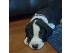 Great Dane Puppy for sale in Kemp, TX, USA