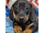 Dachshund Puppy for sale in Lyles, TN, USA