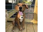 Adopt Merle Hazelnut a Mixed Breed