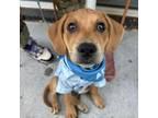 Adopt Kenny Chestnut a Mixed Breed