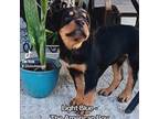 Rottweiler Puppy for sale in Greenacres, FL, USA