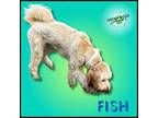 Adopt FIsh a Goldendoodle