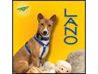 Adopt Lano a Basenji