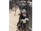 Adopt Ivan a Bernese Mountain Dog, Standard Poodle