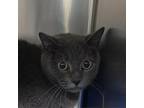 Adopt Greybabe a Domestic Short Hair