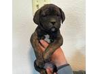 Cane Corso Puppy for sale in Ellensburg, WA, USA