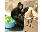 Adopt Loki a Netherland Dwarf