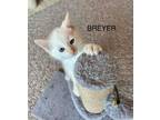 Adopt Breyer a Domestic Medium Hair