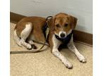 Adopt CASHEW-Adoption Pending a Beagle, Foxhound