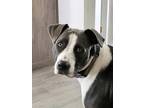 Adopt Finn (fka Flash) a American Staffordshire Terrier, Mixed Breed