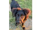 Adopt Grayson a Australian Shepherd, Mixed Breed