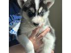 Mutt Puppy for sale in Brainerd, MN, USA