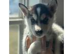 Mutt Puppy for sale in Brainerd, MN, USA
