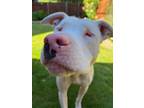 Adopt Luke a Cattle Dog, Pit Bull Terrier