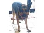 Adopt Rex a German Shepherd Dog