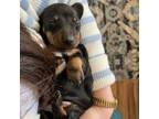 Dachshund Puppy for sale in Florence, AL, USA