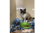 Adopt Bandit Blue a Siamese