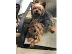 Adopt Abe a Yorkshire Terrier