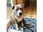 Adopt Rockstar a Pit Bull Terrier