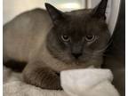 Adopt Niko a Siamese