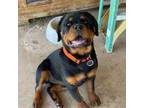 Rottweiler Puppy for sale in Lodi, CA, USA