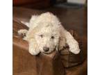 Goldendoodle Puppy for sale in Weatherford, TX, USA