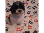 Shih-Poo Puppy for sale in Buffalo, NY, USA