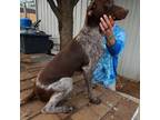 German Shorthaired Pointer Puppy for sale in Midland, TX, USA