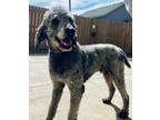 Adopt Hunter a Poodle