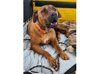 Adopt Louie a Boxer, Mixed Breed