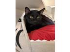 Big Papa-stratford, Domestic Shorthair For Adoption In Stratford, Ontario