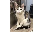 Alley (fcid# 01/04/2024 - 62 Brandywine Ps), Domestic Shorthair For Adoption In