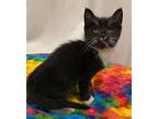 Ratatouille And Oskari, Domestic Shorthair For Adoption In Cumberland, Maine