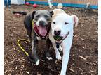 Reggie, American Pit Bull Terrier For Adoption In Auburn, Washington