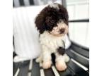 Goldendoodle Puppy for sale in Nashville, TN, USA