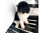 Goldendoodle Puppy for sale in Nashville, TN, USA